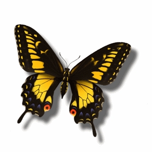  Yellow бабочка