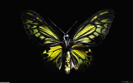  Yellow butterfly, kipepeo