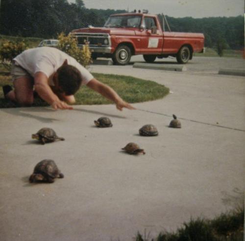  All hail the turtles!