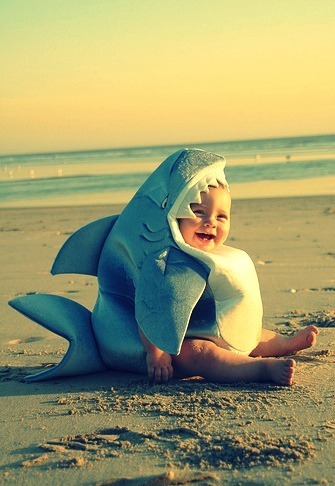  Baby cá mập