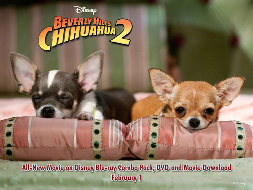  Beverly Hills Chihuahua2 wp3