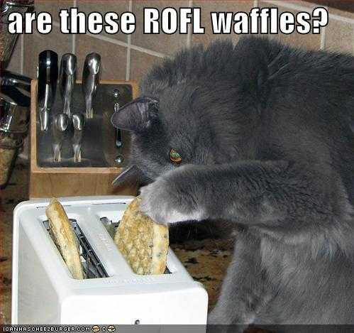  Rofl waffle