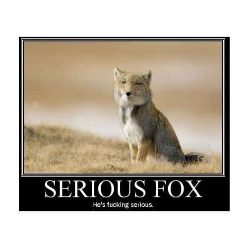  Serious zorro, fox