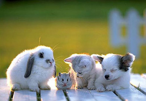  cute animales and baby!