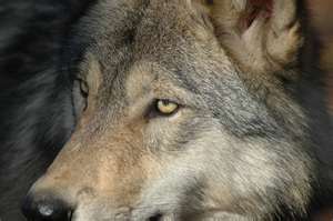  wolfs