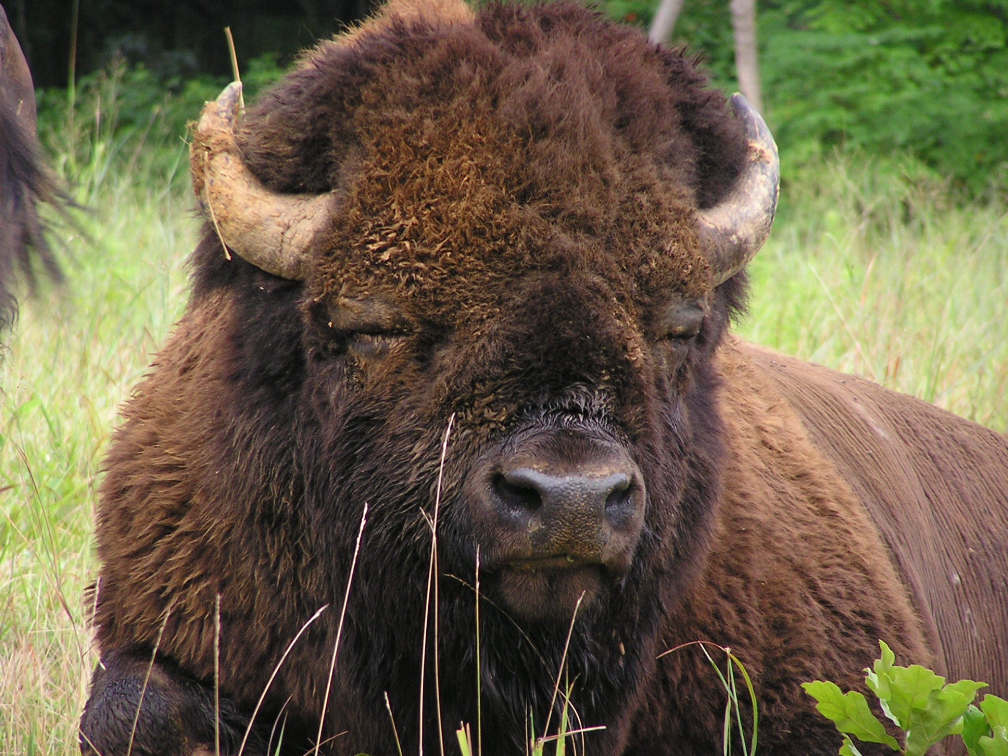 American Bison - Brown Photo (28316934) - Fanpop