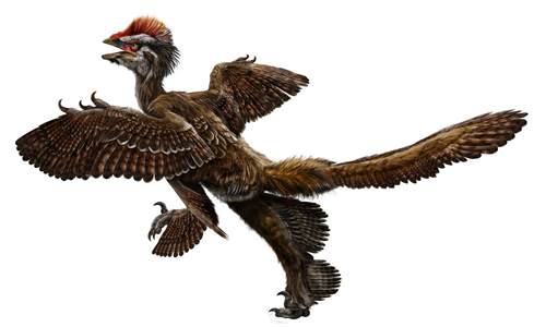  Anchiornis