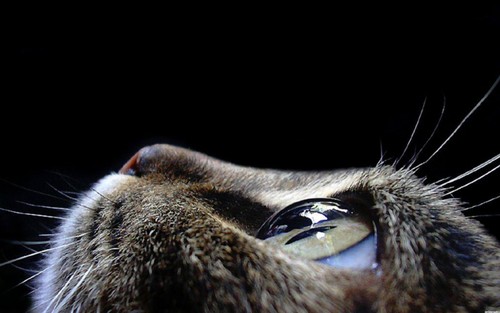  Cat Eye দেওয়ালপত্র