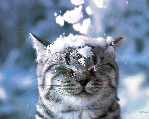 Cat in the Snow Wallpaper