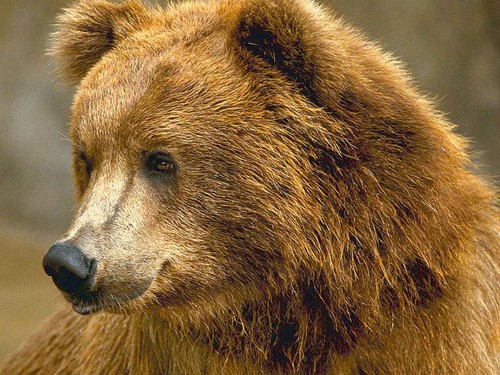  Kodiak Brown oso, oso de