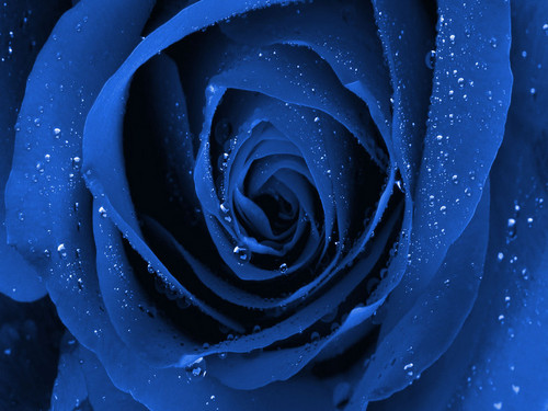 Plava ruža