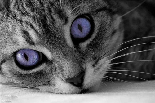  Purple Cat :P