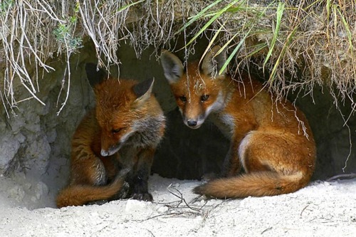  Red foxes.