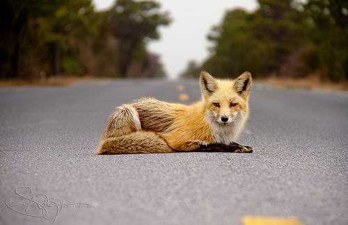 Red foxes.