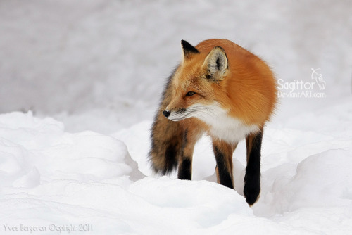  Red foxes.