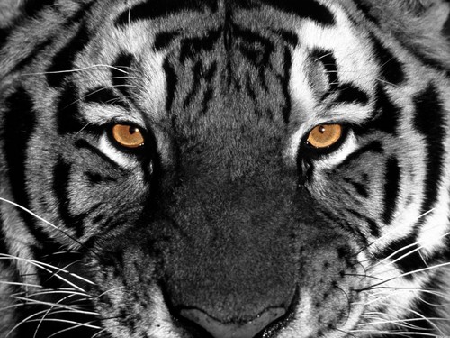  Tiger Eyes 壁纸