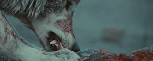 gifs-wolves-28485544-500-199.gif
