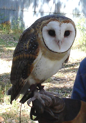  Australian Masked Owl
