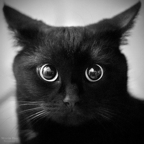  Black Cat por Lorem1pesum on deviantART