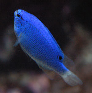  Blue 魚