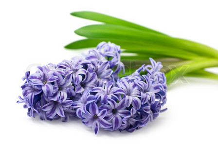 Blue Hyacinth