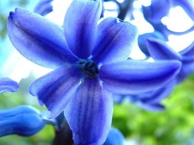  Blue Hyacinth
