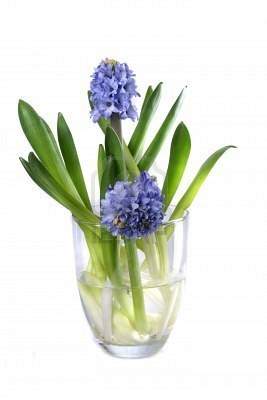 Blue Hyacinth