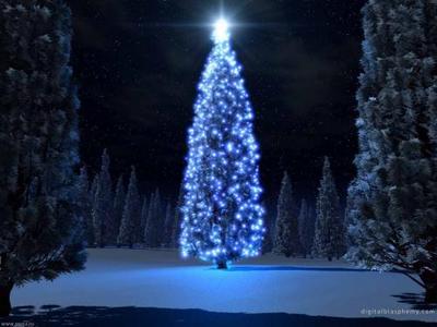  Blue 圣诞节 树