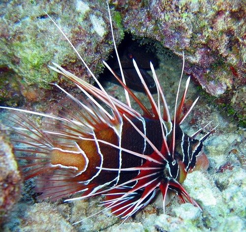  Clearfin 주 lionfish, lionfish