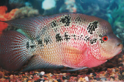  Flowerhorn मछली