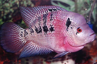  Flowerhorn 魚
