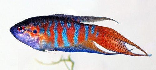  Paradise 魚