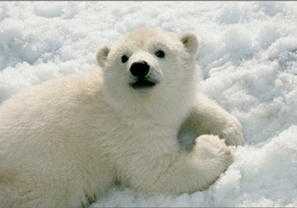  Polar menanggung, bear