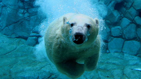  Polar chịu, gấu