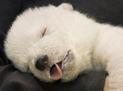  Polar orso