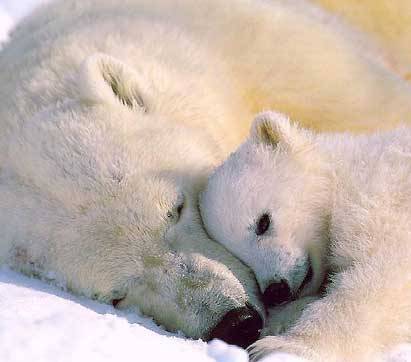  Polar urso