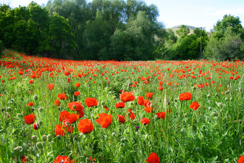  Poppies...make you dream