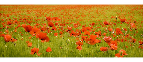  Poppies...make you dream