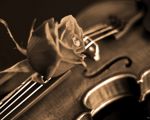  Rose and Violin দেওয়ালপত্র