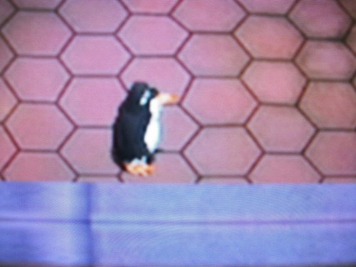  Which pinguin, penguin is THAT?