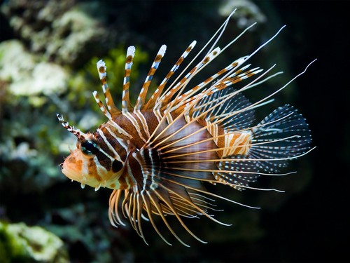  জেব্রা lionfish