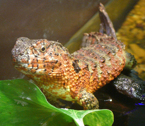  Chinese cocodrilo lagartija, lagarto