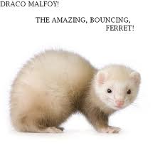  Draco the amazing bouncing хорек