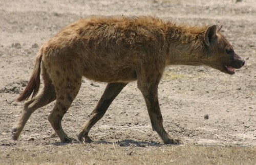  Hyena