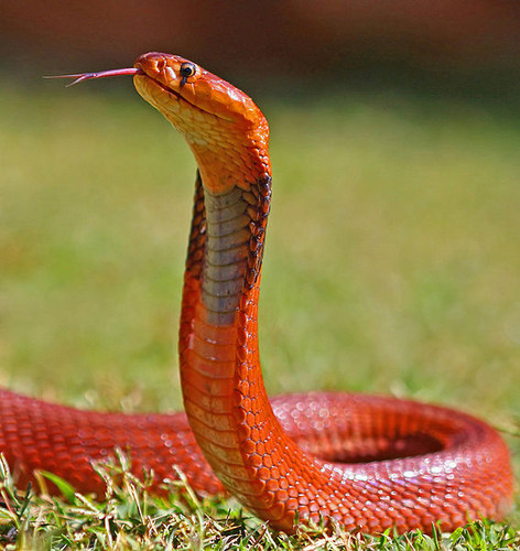 Red spitting cobra