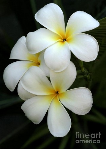  White Plumeria