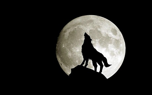  serigala Moon