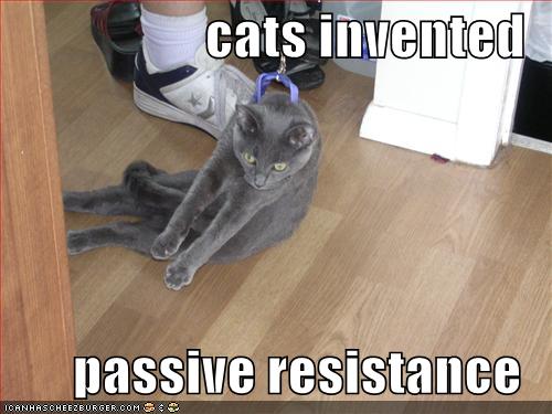Cats invented passive resistance