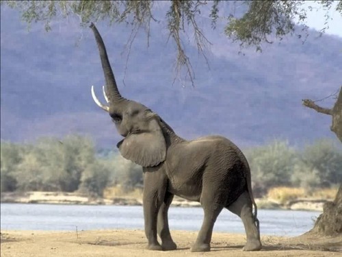 象, 大象