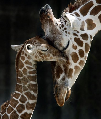  Mom Giraffe and baby